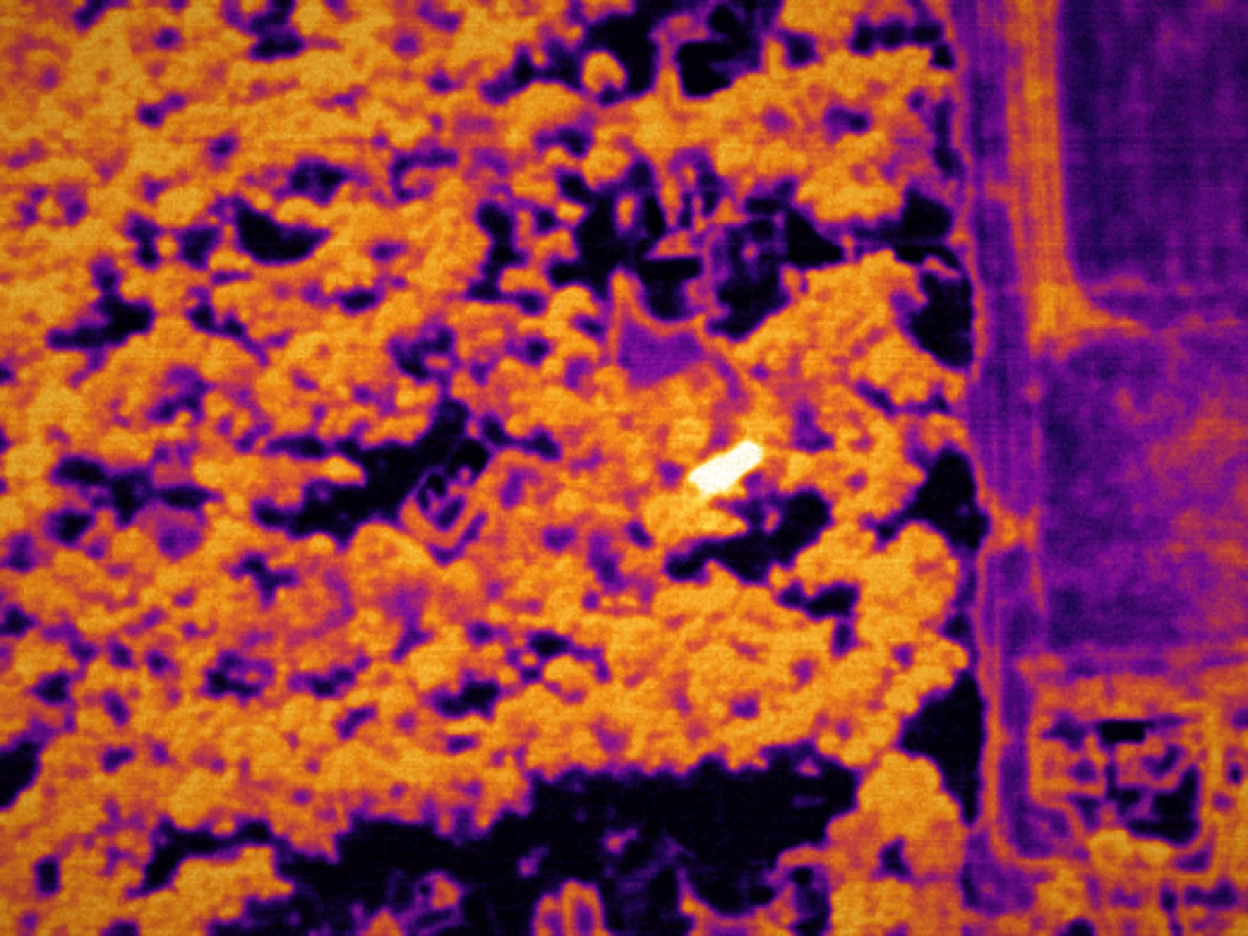Ironbow thermal view of dense canopy from above — a single white-hot deer signature glowing among the treetops